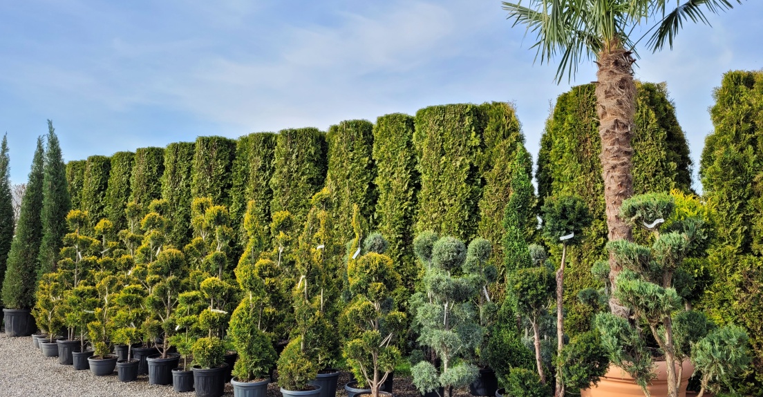 Bonsai, Formgeh&ouml;lze, Zypressen, Wacholder