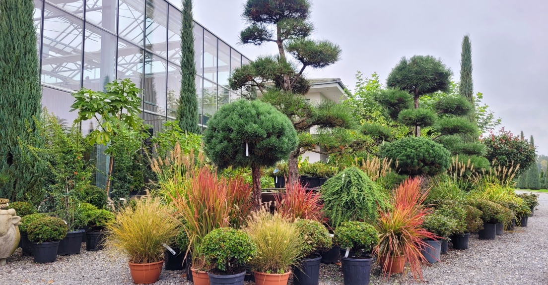 Miscanthus, Pennisetum, Chinaschilf, Rote Gr&auml;ser, Cortaderia