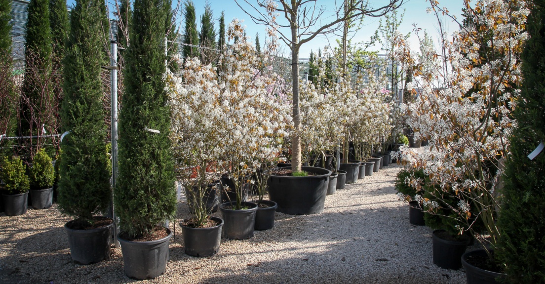 Bl&uuml;hgeh&ouml;lze, Magnolien, Amelanchier, Zypressen, Baumschule in Bobingen